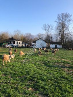 Akçadağ Gayrimenkul'den! 11 Dönüm Çiftlik