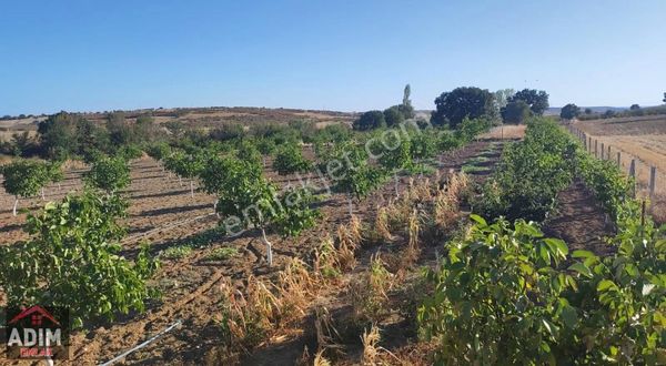 Eriklice'de Satılık 5 Dönüm Bahçeli Tarla