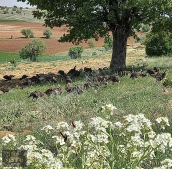 Meram Karadiğin De Hazır Kurulu Düzen 28000 M2 Satılık Bahçe