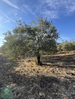 Yonca Gyo B.osmaniye - Ballıca Köyü Arası Satılık Zeytinlik