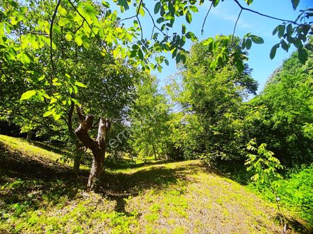 Kartepe Balaban'da Doğayla İç İçe 1584 M2 Tarla