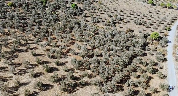 Burhaniye Yabancılar Köyünde Astfaltta Sıfır Olan Resmi Yolu