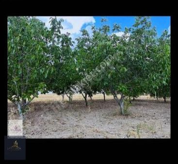 Kırklarelli Merkez Karakaş Mh Satılık 3632m2 Tek Tapu Bahçe