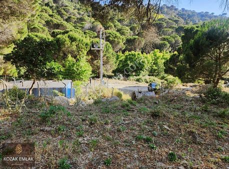 Burhaniye Hacıbozlar Fıstık Çamlığı Satılık