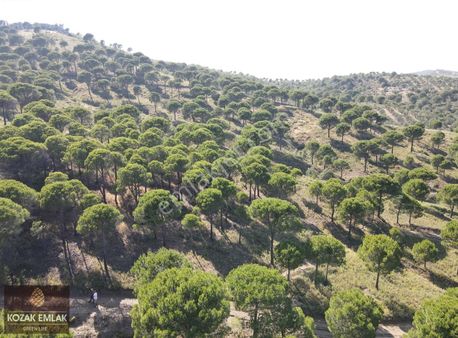 Balıkesir Burhaniye Hacıbozlar Köyü'nde Satılık Fıstık Çamlığı
