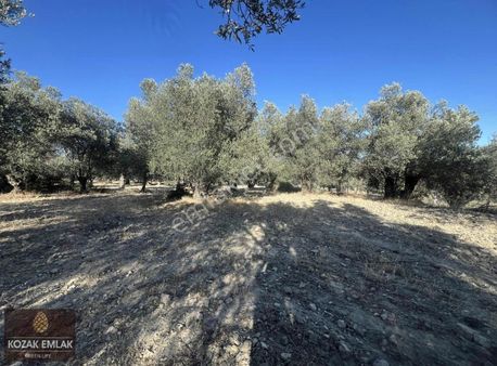 Ayvalık Kazım Karabekirde Yol Cepheli Satılık 17dönüm Zeytinlik