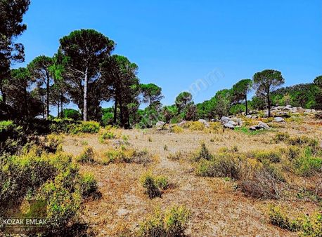 Kozak Emlak Bergama Okçular Fıstık Çamlığı Tarım İmarlı Satılık