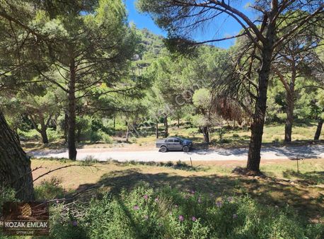 Kozak Emlak Burhaniye Hacıbozlar Fıstık Çamlığı Satılık