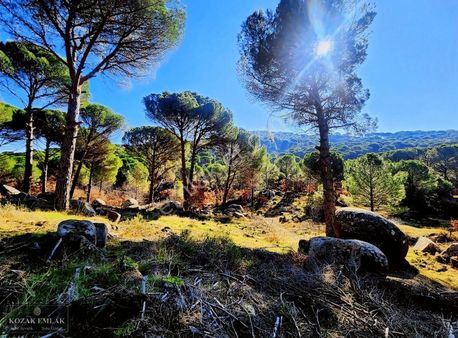 Balıkesir Ayvalık Bağyüzü Bağ Tapu Kaydı 20.700 M2 Satılık