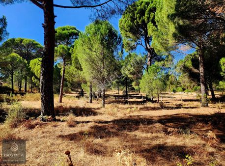 Bergama Kozak Hisar Köyünde Fıstık Çamlığı Satılık