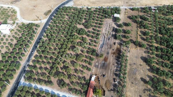 Akhisar Doğuca'da 2600 M2 Satılık Tek Tapu Zeytinlik