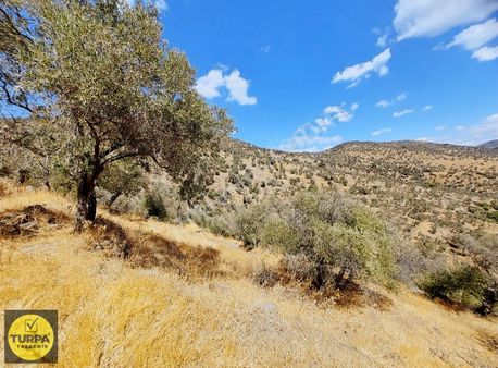 Turpa Taşdemirden Bayındır Demircilikte 4255 M2 Satlık Zeytinlik