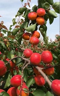 Ceyhan Tumlu/çukurkamış Mah 21.534 M (kayısı Matador)8