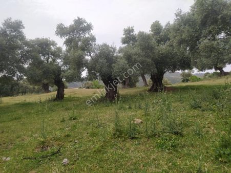 Aydın Merkez Yatırımlık Zeytinlik
