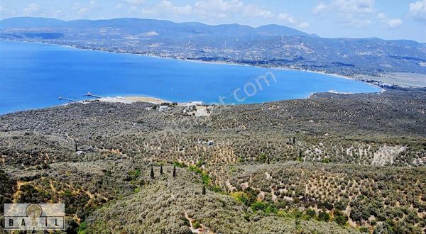 Bandırma Edincik 1071 M2 Zeytinlik !