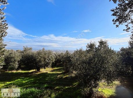 Babil Gyo'dan Bursa Karacabey (araç Takasına Uygun )danışment