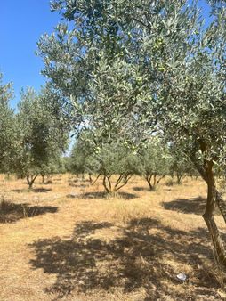 Turasay Gayrimenkulden Muhteşem Yatırım Fırsatı