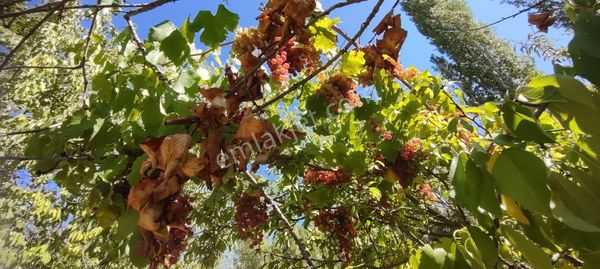 4 Müstakil Tapulu Tarla Sadece 155 Bin