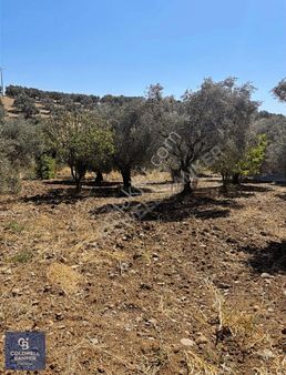 Ayrancılar Yoğurtçularda Satılık Tarla