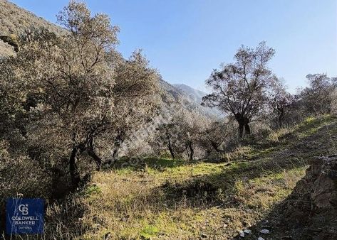 Doğanın Kalbinde Bayındır Kızılobada 2.497 Dönüm Zeytinlik