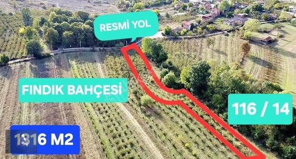 Köy'e Yakın Resmi Yollu Verimli Fındık Bahçesi