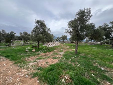 Kazıklı’da Asfalt Cepheli, Elektrikli, Müstakil Arazi – Kaçırılmayacak Yatırım