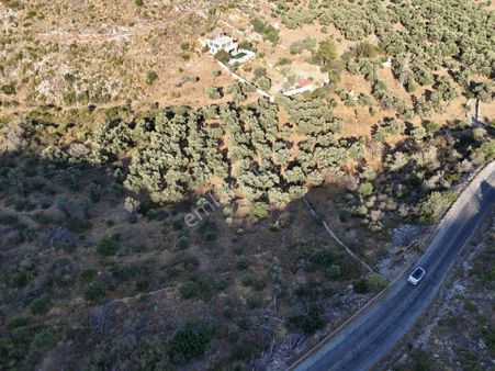 Denize Yakın 852m² Zeytinlik | Milas Gökbel Fesliğenbükü