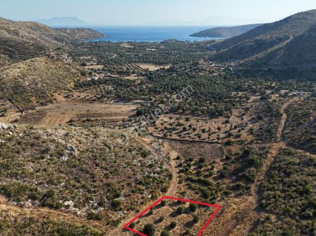 Denize Yakın 1426m² Zeytinlik | Milas Gökbel Fesliğenbükü