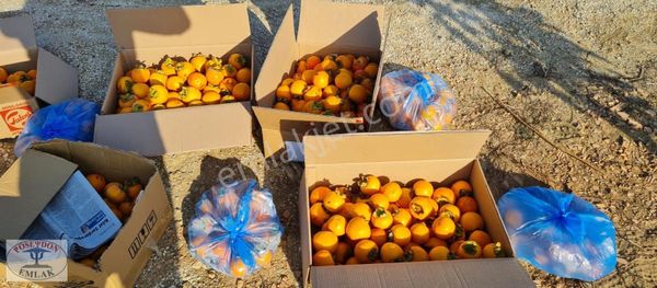 Emsalsiz Lokasyon ! Köprü Ve Boğaz Manzaralı Tarla