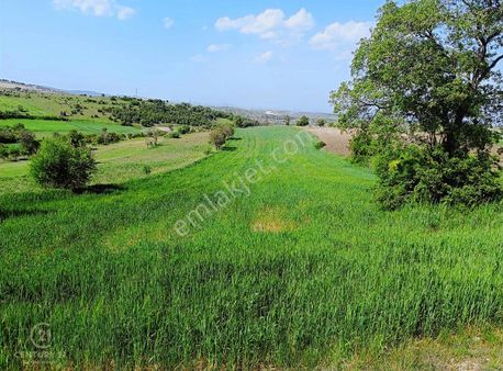 Century Bal'dan Kesirvende 6092 M2 Satılık Tarla