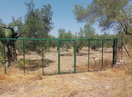 Ayvalık Fethiyede Yatırımlık 4.237 M² Zeytinlik Elektrik, Yol