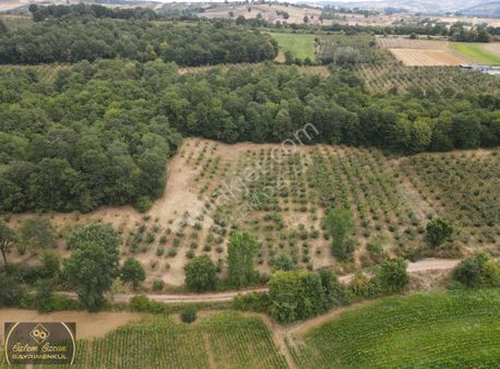 Kandıra Döngelli Köyünde Yollu Fındıklık