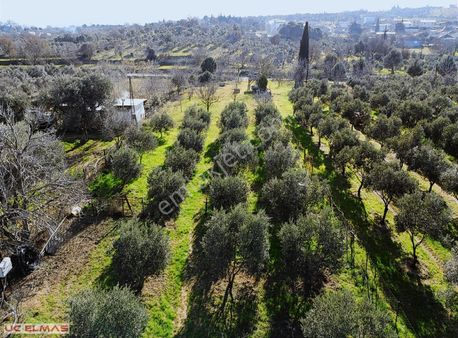 Üç Elmastan Menderes Merkeze Yürüyüş Mesafesinde 2.150 M² Bahçe