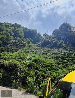 Rize Çayelin De Satılık 2.479 M2 Tek Tapu Çay Bahçesi