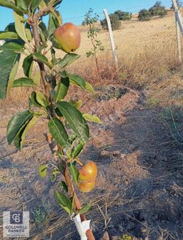 Kahramankazan Akçaören' De Satılık Tarla Hissesi