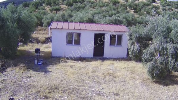 Asvalt Yol Üzeri Satılık Zeytinlik