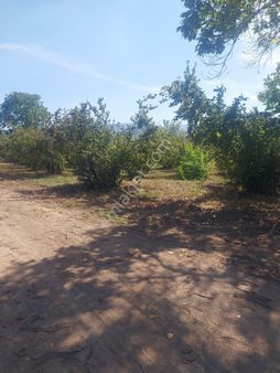 Sakarya Karapürçek’te Dönümü 4.500.000’dan 400 500 670 Metre² Parseller Satışa Sunulmuştur