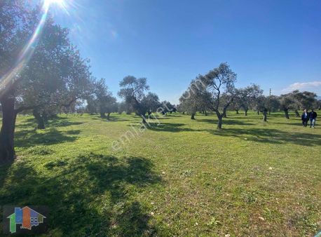 Bayındırda Ana Yol Yakını