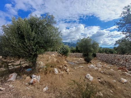 Kazikli Mahallesinde Yola Sıfır 2100 M2 Satilik Zeytinlik