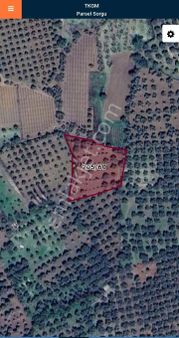 İzmir Selçuk Gökçealan Köyü'nde Satılık Zeytinlik