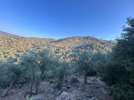 Söke Avcılar Köyünde Asfalta Sıfır Zeytinlik