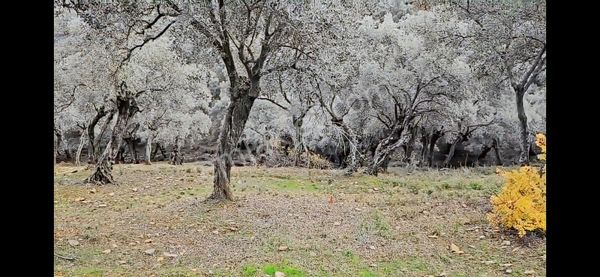 İzmir Bayındır Çenikler Muhteşem Ve Kazançlı Zeytinlik