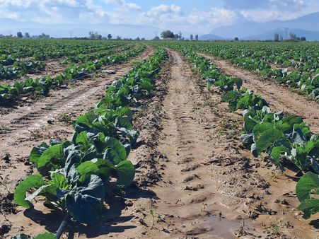 Bayındır Çırpı Ovasında 12.900 M2 Tarla Satılıktır.