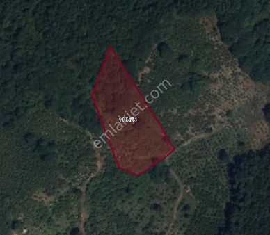 Ordu Fatsa Yeşiltepede 4.287 M² Tek Tapulu Fındık Bahçesi