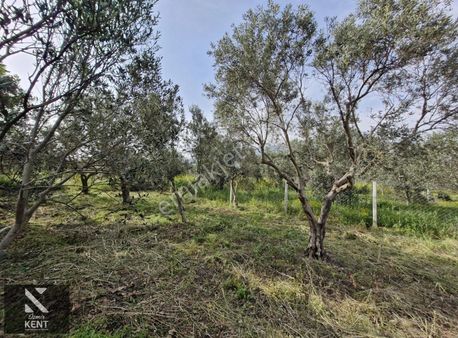 Kemalpaşa Aşağıkızılca Satılık 340 M2 Zeytinlik