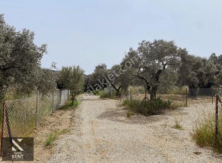 Kemalpaşa Cumalı Satılık 218 M2 Bahçe Elektrik Su Çit