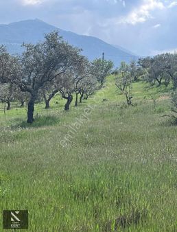 Kemalpaşa Aşağıkızılca Satılık 615 M2 Zeytinlik