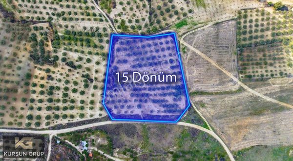 Saruhanlı Pınarbaşı'nda Resmi Yola Cepheli Yatırımlık Zeytinlik