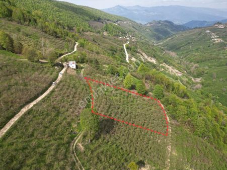 Aydın Emlak'tan Satılık Fındık Bahçesi Taşyatak/akyazı