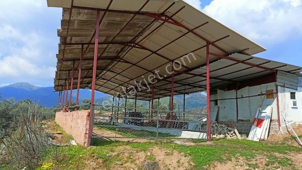 Aydın Nazilli İsabeyli Mahallesinde Satılık Çiftlik